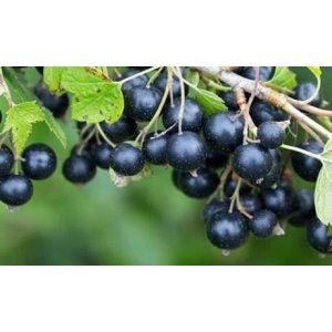 Ríbezľa čierna (Ribes nigrum) ´TITANIA´ - výška 40-60 cm, stredne skorá - voľnokorenná - KRÍKOVÁ